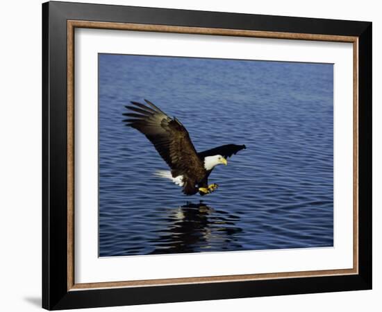 Bald Eagle (Haliaetus Leucocephalus) in February, Alaska, USA-David Tipling-Framed Photographic Print