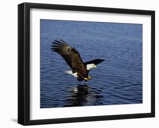 Bald Eagle (Haliaetus Leucocephalus) in February, Alaska, USA-David Tipling-Framed Photographic Print