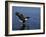 Bald Eagle (Haliaetus Leucocephalus) in February, Alaska, USA-David Tipling-Framed Photographic Print