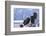 Bald Eagle, Homer, Alaska, USA-Keren Su-Framed Photographic Print