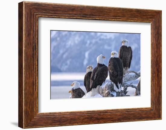 Bald Eagle, Homer, Alaska, USA-Keren Su-Framed Photographic Print