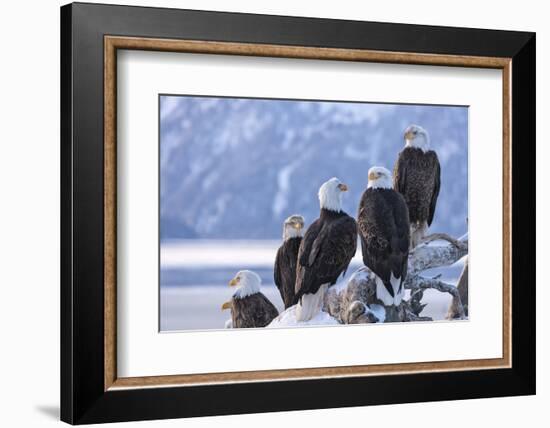 Bald Eagle, Homer, Alaska, USA-Keren Su-Framed Photographic Print