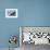 Bald Eagle, Homer, Alaska, USA-Keren Su-Framed Photographic Print displayed on a wall