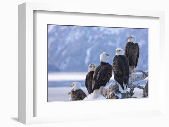 Bald Eagle, Homer, Alaska, USA-Keren Su-Framed Photographic Print