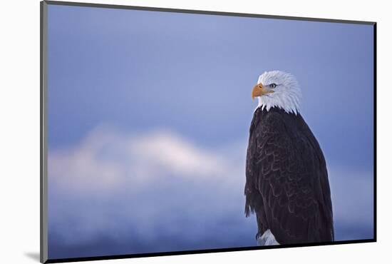 Bald Eagle, Homer, Alaska, USA-Keren Su-Mounted Photographic Print