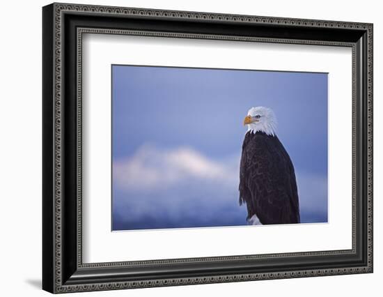 Bald Eagle, Homer, Alaska, USA-Keren Su-Framed Photographic Print