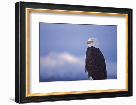 Bald Eagle, Homer, Alaska, USA-Keren Su-Framed Photographic Print