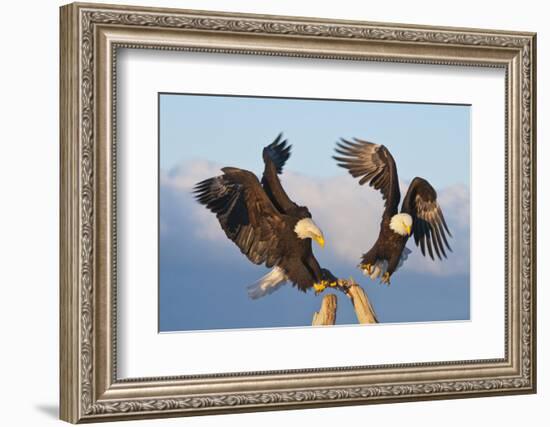 Bald Eagle, Homer, Alaska, USA-Keren Su-Framed Photographic Print