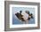 Bald Eagle, Homer, Alaska, USA-Keren Su-Framed Photographic Print