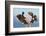 Bald Eagle, Homer, Alaska, USA-Keren Su-Framed Photographic Print