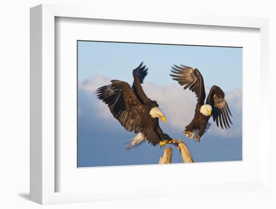 Bald Eagle, Homer, Alaska, USA-Keren Su-Framed Photographic Print