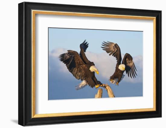 Bald Eagle, Homer, Alaska, USA-Keren Su-Framed Photographic Print