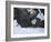 Bald Eagle, Homer, Alaska, USA-Keren Su-Framed Photographic Print