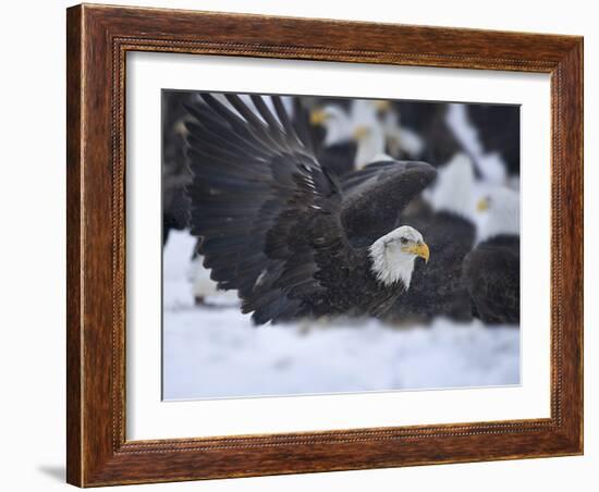 Bald Eagle, Homer, Alaska, USA-Keren Su-Framed Photographic Print