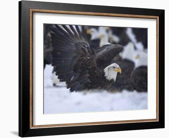 Bald Eagle, Homer, Alaska, USA-Keren Su-Framed Photographic Print