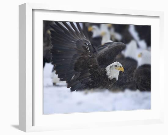 Bald Eagle, Homer, Alaska, USA-Keren Su-Framed Photographic Print