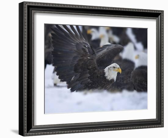 Bald Eagle, Homer, Alaska, USA-Keren Su-Framed Photographic Print