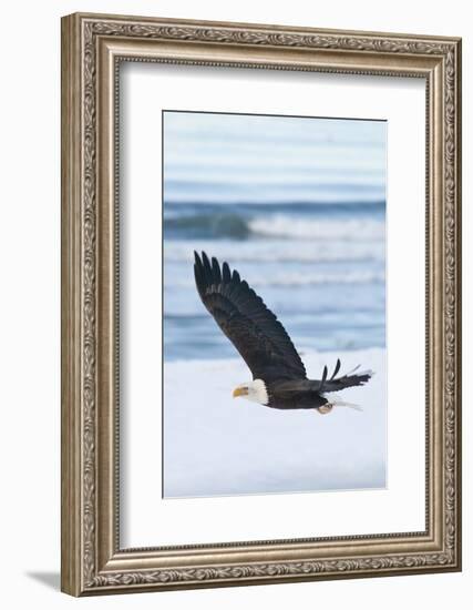 Bald Eagle, Homer, Alaska, USA-Keren Su-Framed Photographic Print