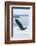 Bald Eagle, Homer, Alaska, USA-Keren Su-Framed Photographic Print