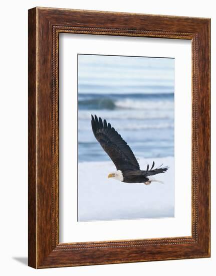 Bald Eagle, Homer, Alaska, USA-Keren Su-Framed Photographic Print