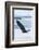 Bald Eagle, Homer, Alaska, USA-Keren Su-Framed Photographic Print