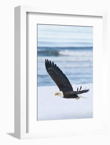 Bald Eagle, Homer, Alaska, USA-Keren Su-Framed Photographic Print