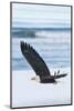 Bald Eagle, Homer, Alaska, USA-Keren Su-Mounted Photographic Print