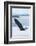 Bald Eagle, Homer, Alaska, USA-Keren Su-Framed Photographic Print