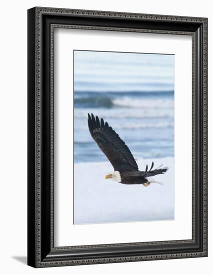 Bald Eagle, Homer, Alaska, USA-Keren Su-Framed Photographic Print