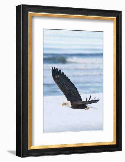 Bald Eagle, Homer, Alaska, USA-Keren Su-Framed Photographic Print