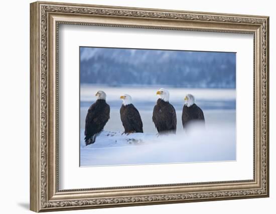 Bald Eagle, Homer, Alaska, USA-Keren Su-Framed Photographic Print