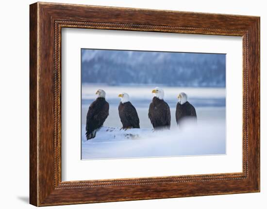 Bald Eagle, Homer, Alaska, USA-Keren Su-Framed Photographic Print