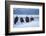 Bald Eagle, Homer, Alaska, USA-Keren Su-Framed Photographic Print