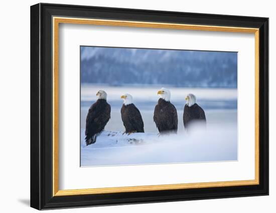 Bald Eagle, Homer, Alaska, USA-Keren Su-Framed Photographic Print