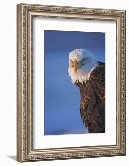 Bald Eagle, Homer, Alaska, USA-Keren Su-Framed Photographic Print