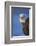 Bald Eagle, Homer, Alaska, USA-Keren Su-Framed Photographic Print