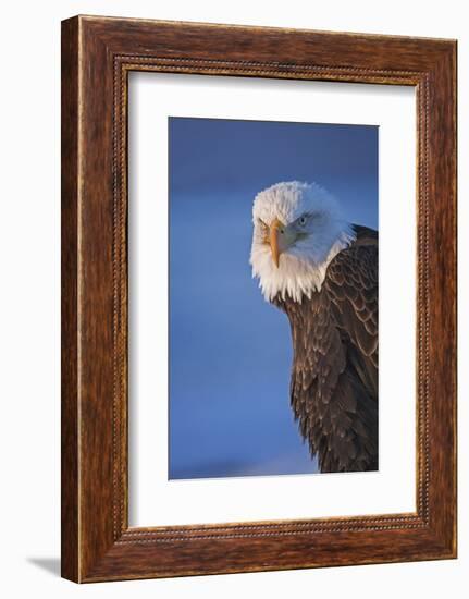 Bald Eagle, Homer, Alaska, USA-Keren Su-Framed Photographic Print