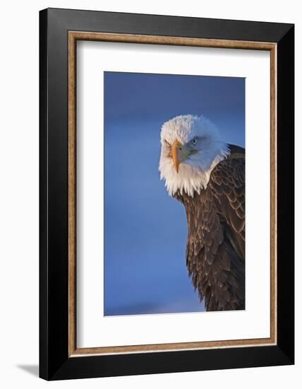 Bald Eagle, Homer, Alaska, USA-Keren Su-Framed Photographic Print