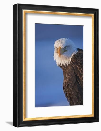 Bald Eagle, Homer, Alaska, USA-Keren Su-Framed Photographic Print