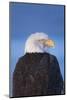 Bald Eagle, Homer, Alaska, USA-Keren Su-Mounted Photographic Print