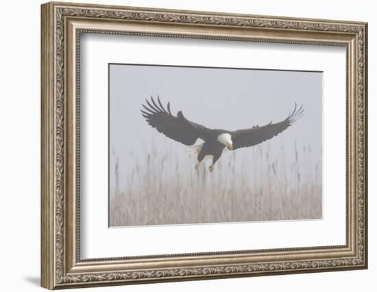 Bald Eagle, Hunting in Marsh-Ken Archer-Framed Photographic Print