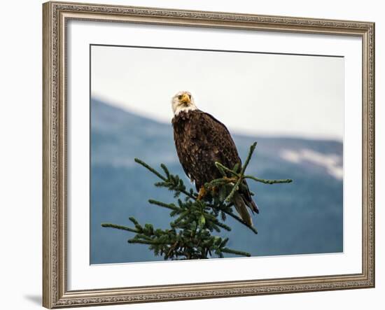 Bald Eagle I-Stan Hellmann-Framed Photo