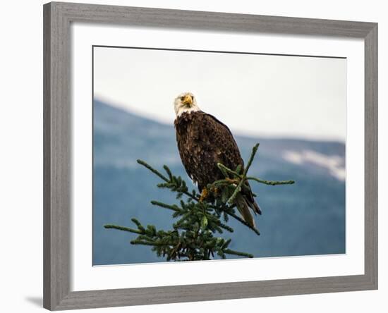 Bald Eagle I-Stan Hellmann-Framed Photo