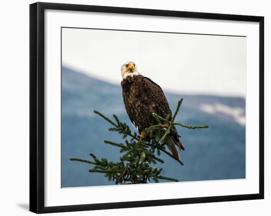 Bald Eagle I-Stan Hellmann-Framed Photo