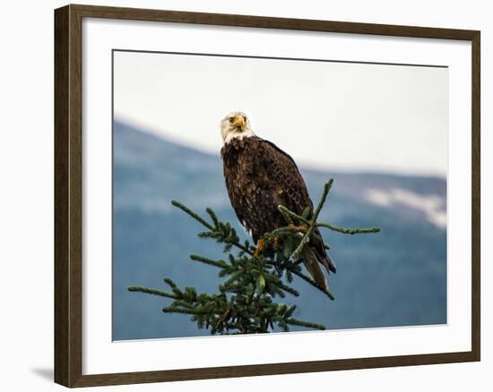 Bald Eagle I-Stan Hellmann-Framed Photo