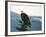 Bald Eagle I-Stan Hellmann-Framed Photo