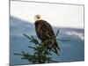 Bald Eagle I-Stan Hellmann-Mounted Photo