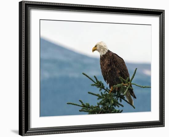 Bald Eagle II-Stan Hellmann-Framed Photo