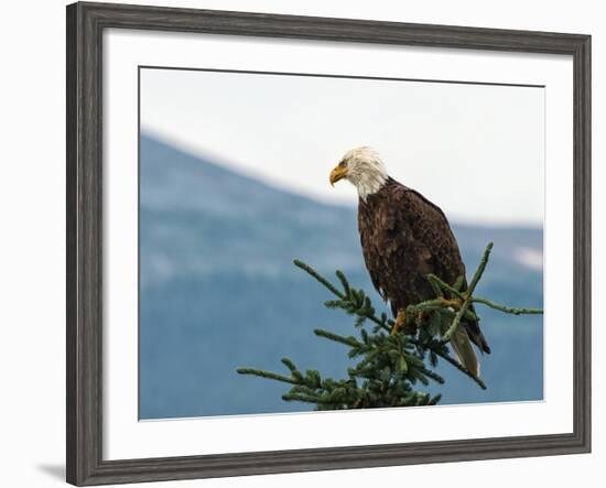 Bald Eagle II-Stan Hellmann-Framed Photo