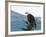 Bald Eagle II-Stan Hellmann-Framed Photo